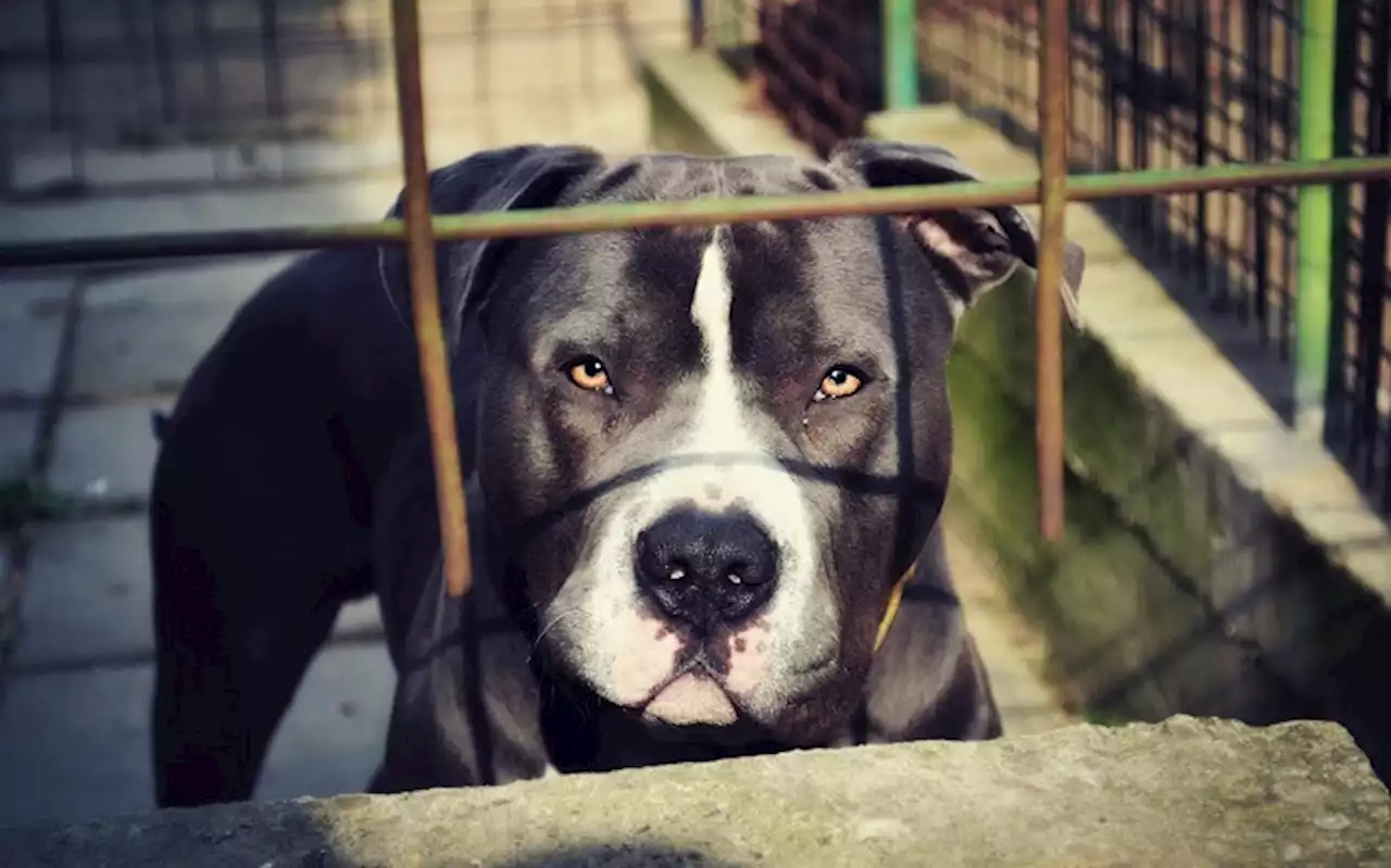 CoCT investigating killing of three pit bulls by community members