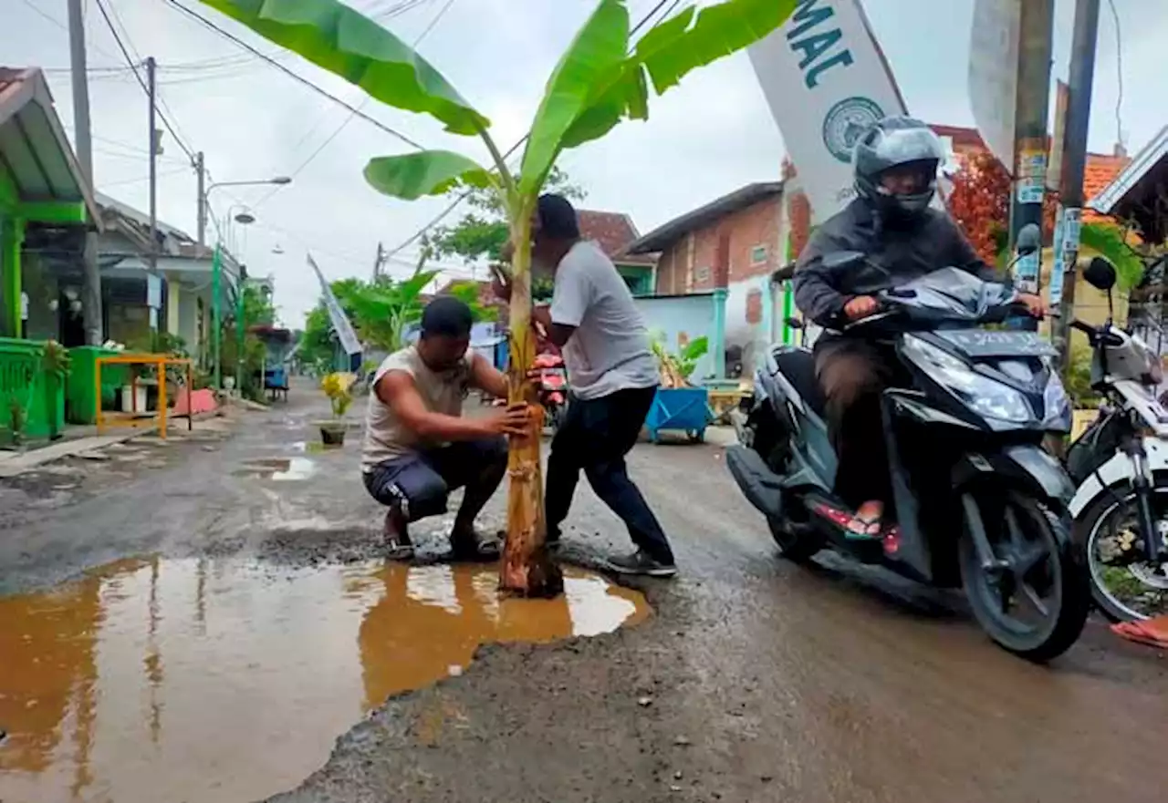 Pohon Pisang Bermunculan di Jalan Lumpang Bolong