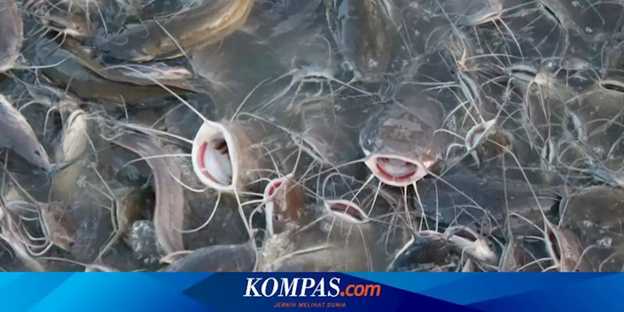 Limbah Tulang Ikan Lele Diteliti Tim ITB Jadi Alternatif Sumber Kalsium