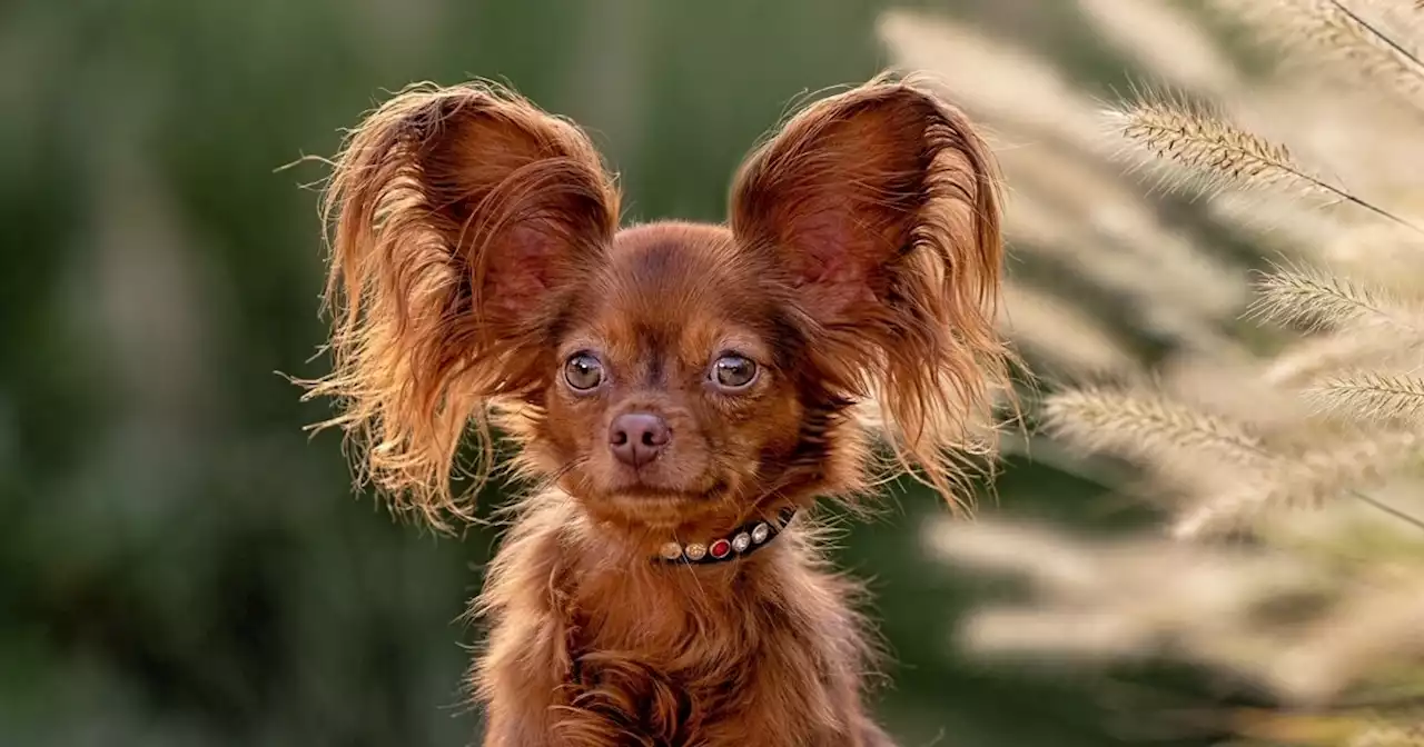 Give a round of app-paws for the 3 new breeds in the National Dog Show