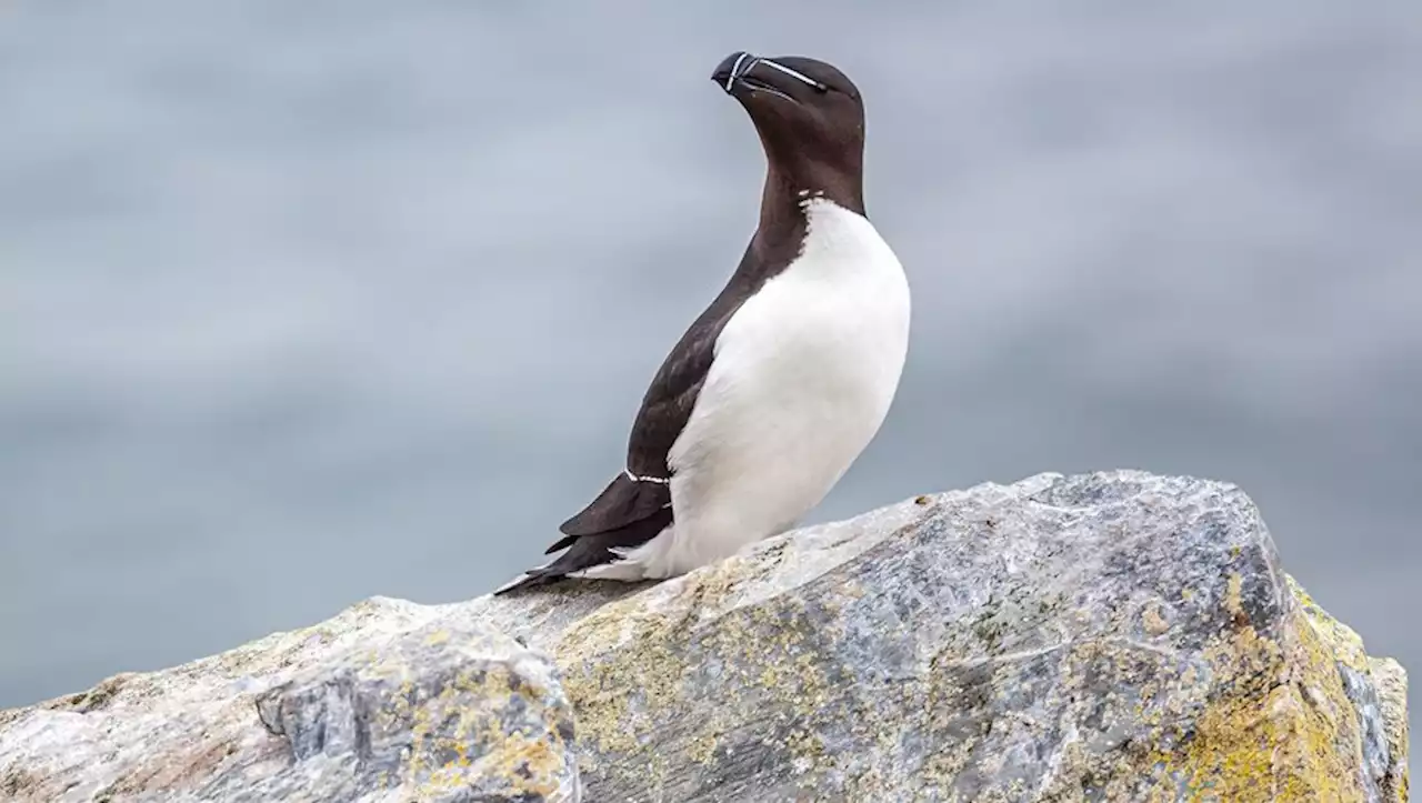 Des pingouins torda retrouvés échoués les plages de Port-Vendres, sur les bords de la mer Méditerranée