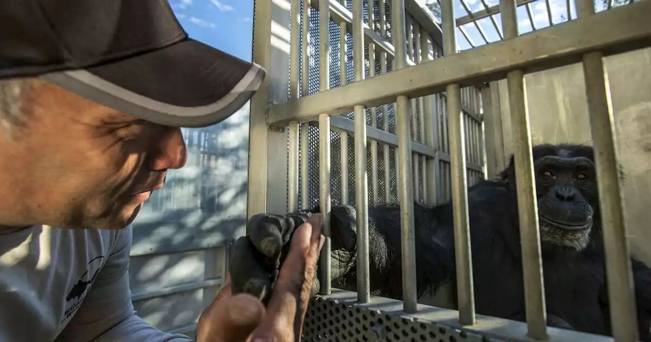 Tears, apples and travel blankets: Rescued chimps leave troubled California refuge for new home