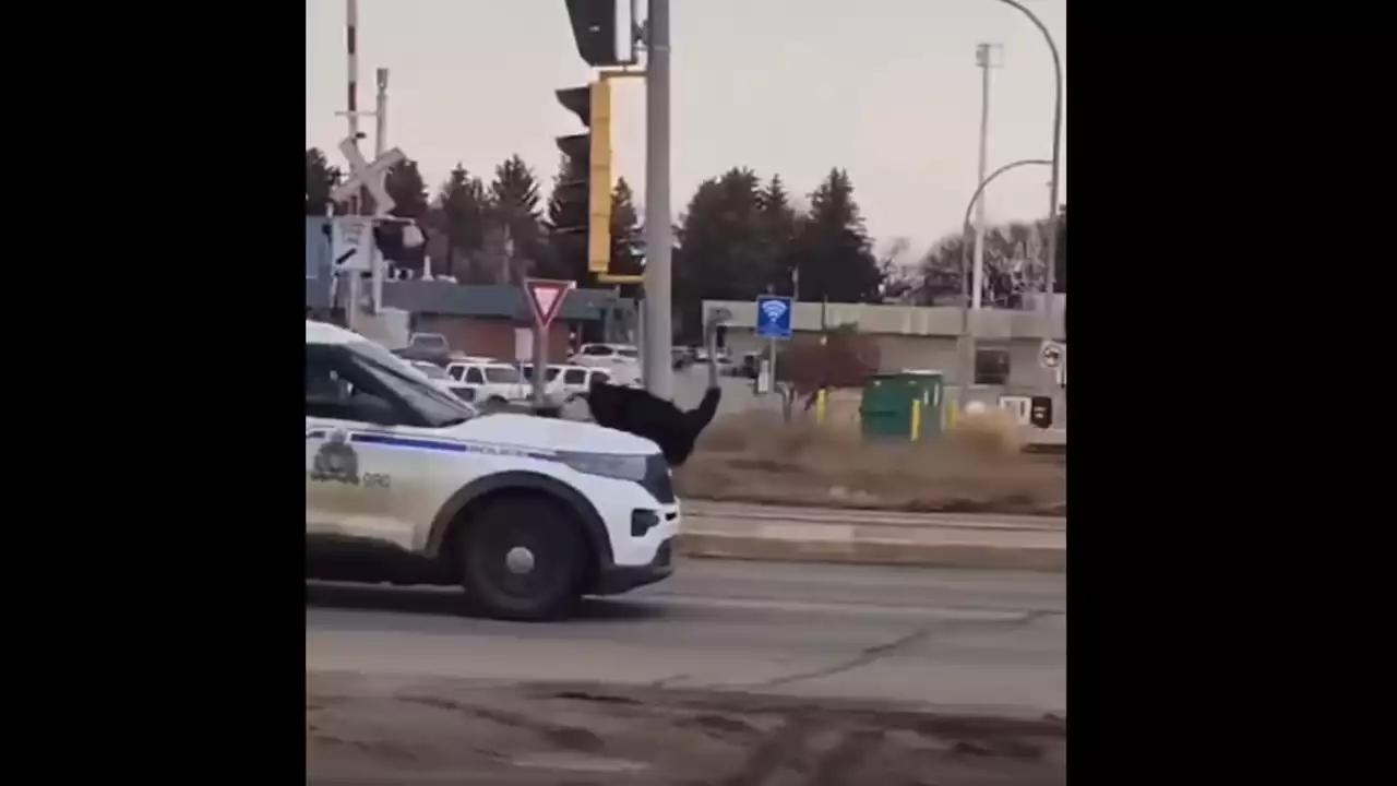 Course-poursuite haletante entre la police canadienne et des autruches en fuite