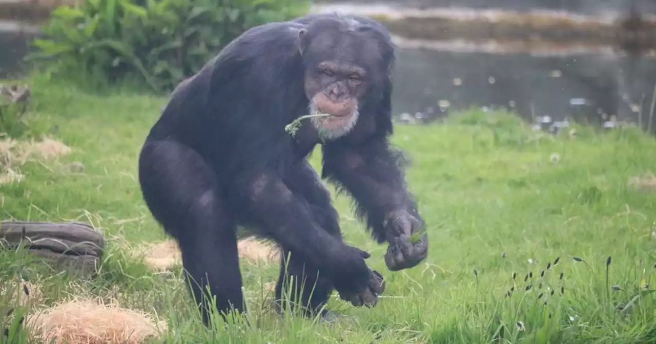 Oiseaux, fourmis ou chimpanzés... comment ces animaux sauvages se soignent tout seuls