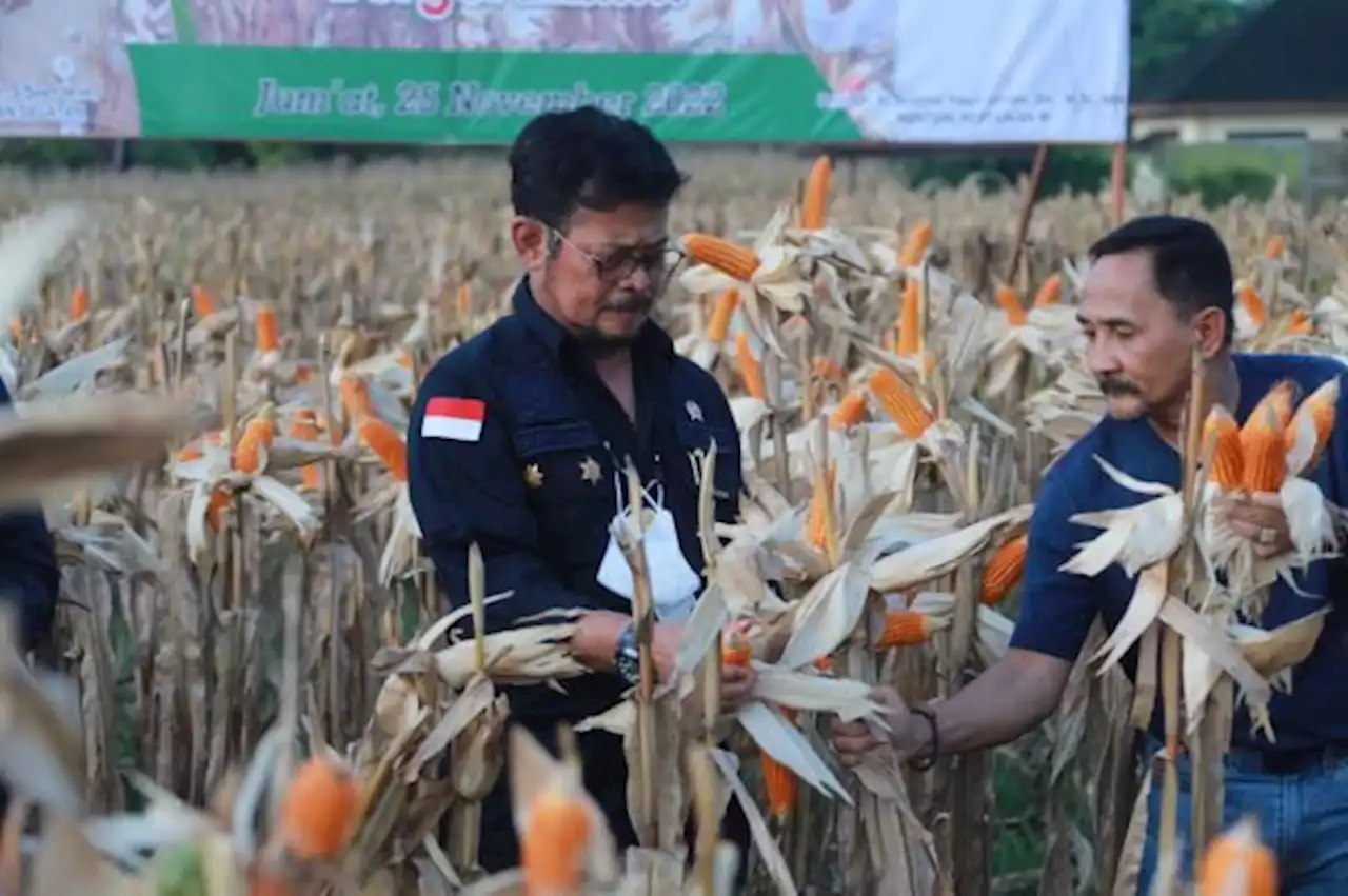 Panen Jagung di Kalsel, Mentan SYL Dorong Pertanian Jadi Penguat Ekonomi Negara