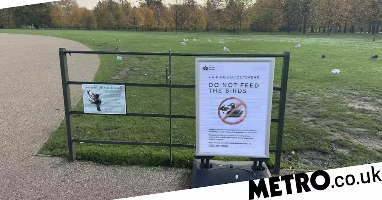 Feeding the ducks banned due to risk of spreading bird flu