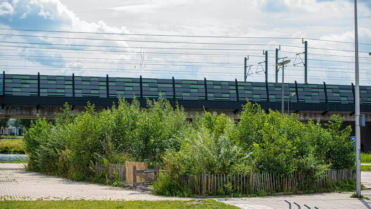 Why ‘tiny forests’ are popping up in big cities