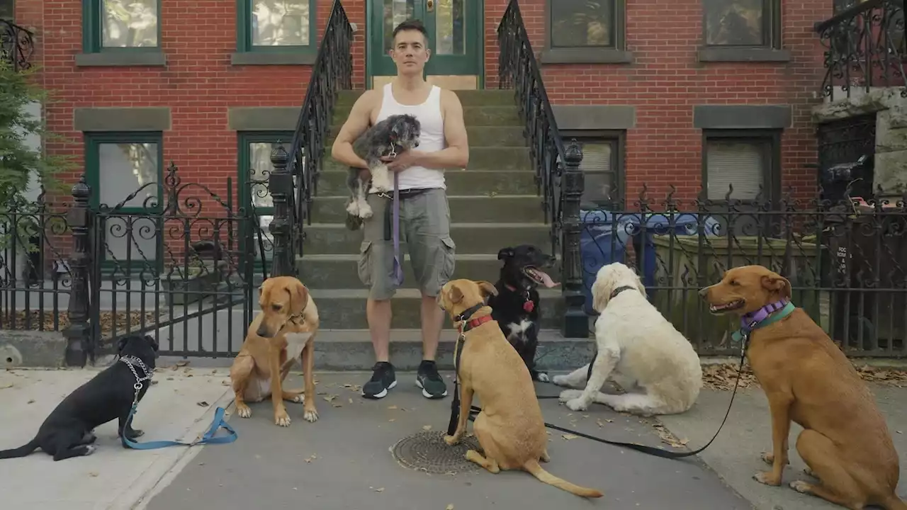 This New Yorker Makes Over $100,000 a Year Walking Dogs: I Earn ‘Six Figures Without a College Degree'