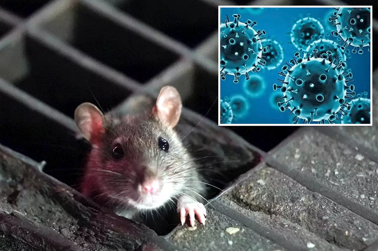 You dirty rats! Researchers find COVID-19 in NYC sewer rodents