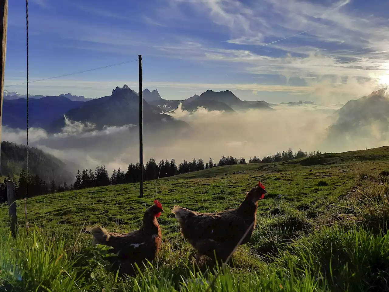 Auch November deutlich zu mild - Schweizer Bauer