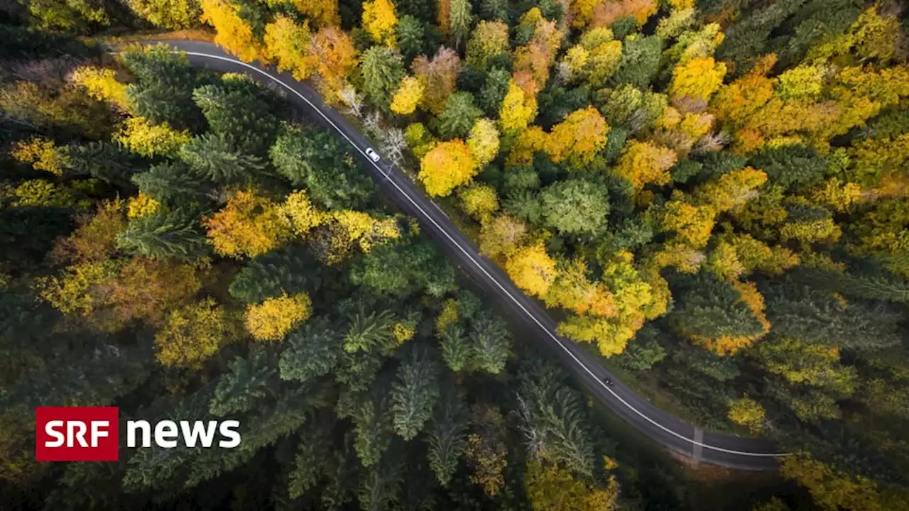 Neues Programm - CO2-Zertifikate vom Wald: Naturschutz oder Scheinlösung?