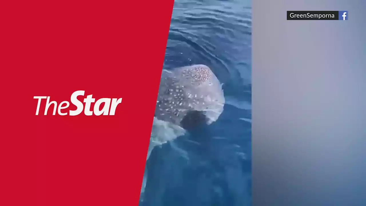 Divers upset over man in viral video riding whale shark in Semporna