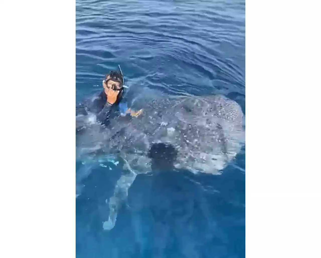 Divers upset over man in viral video riding whale shark in Semporna