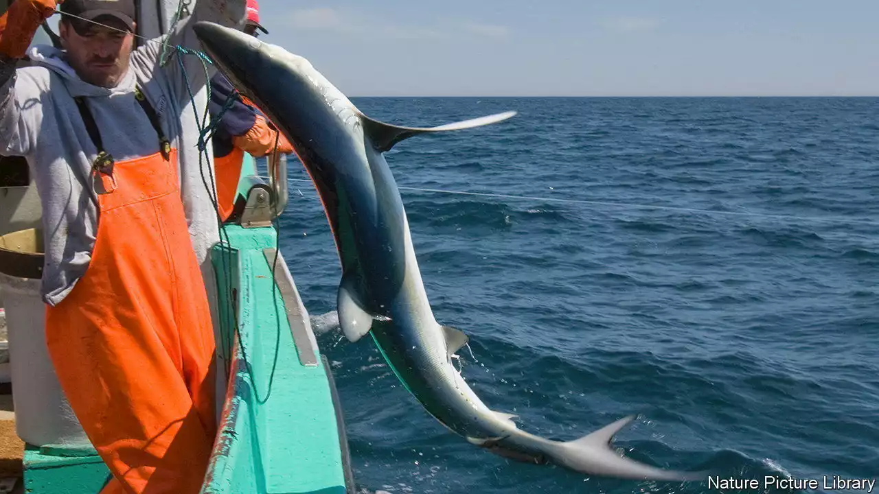 An electrical device on a fishing line repels sharks and rays