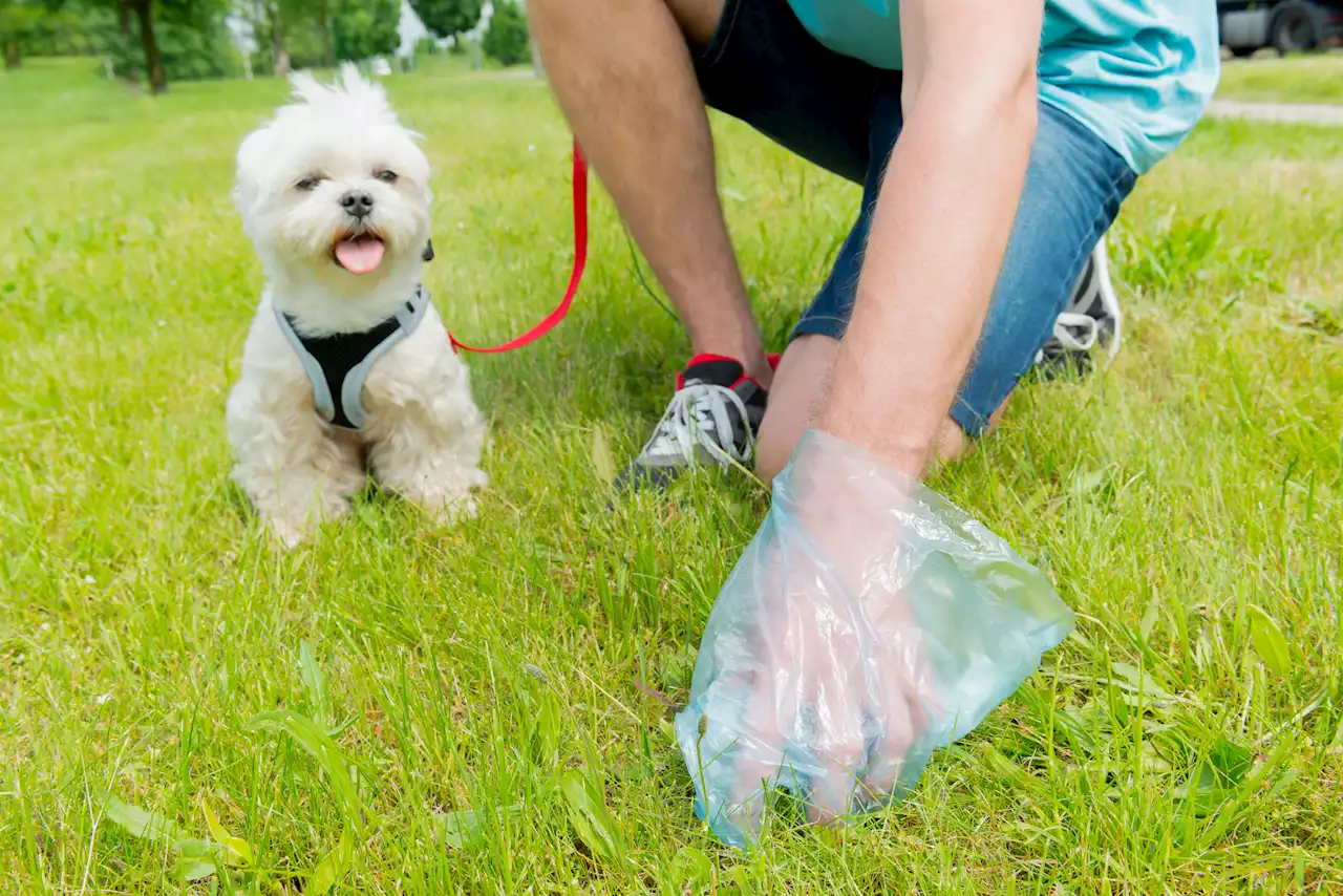 Dog owners could be 'stopped and searched' if they aren't carrying poo bags