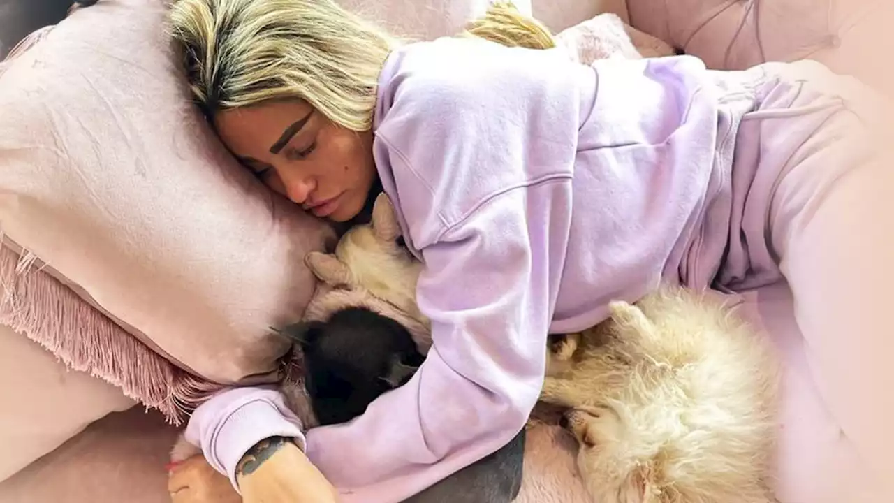 Katie Price's dog killed in horror crash after running onto road