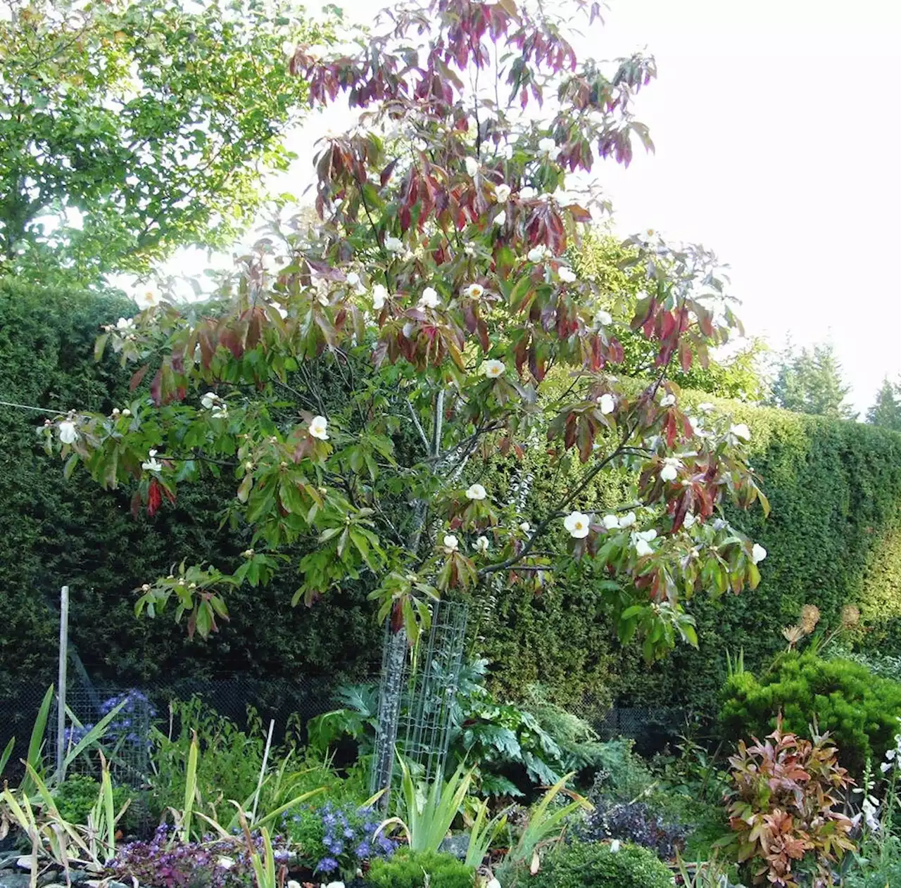 Helen Chesnut's Garden Notes: Late-fall cleanup yields some tasty treats