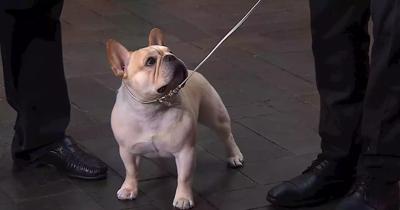 French bulldog Winston, history-making 2022 National Dog Show winner, stops by TODAY