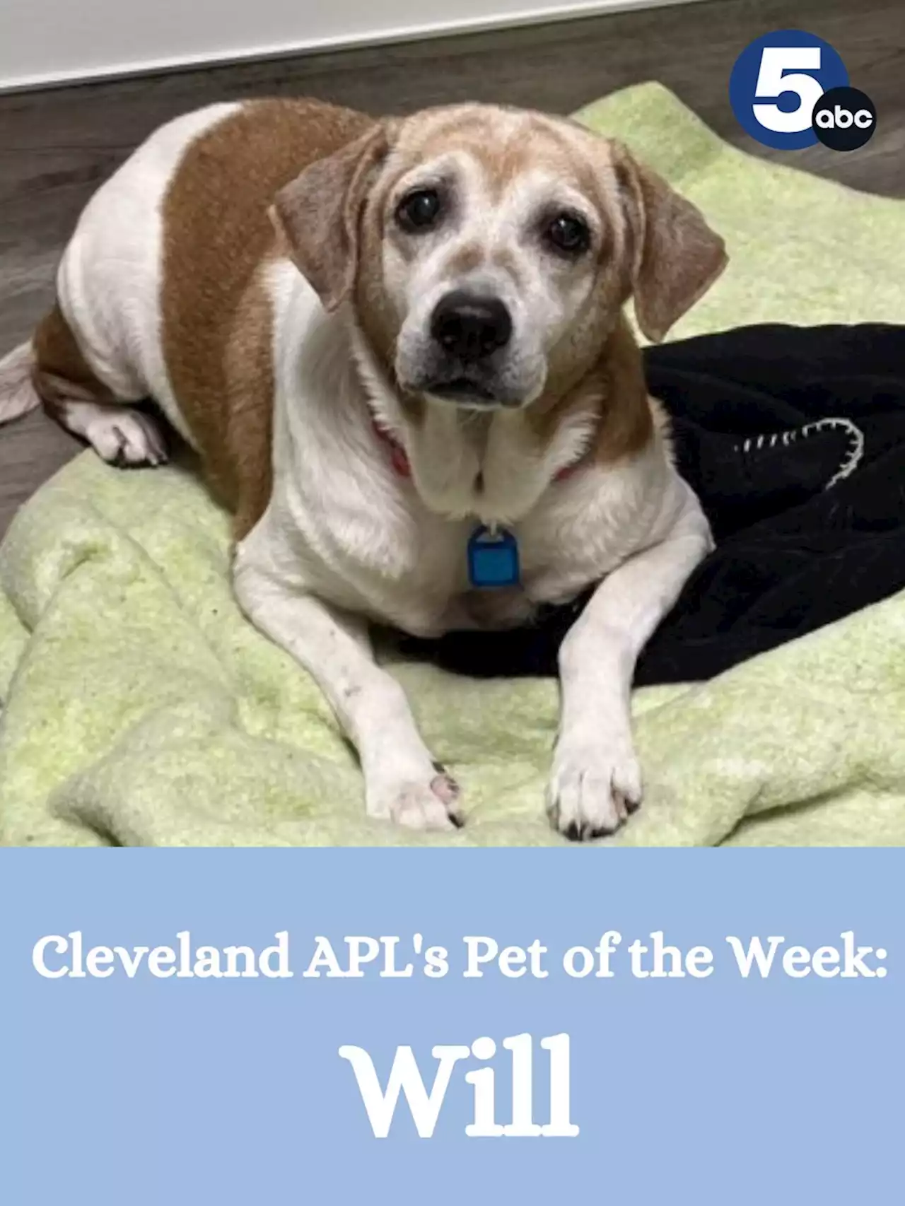 Will is Cleveland Animal Protective League's Pet of the Week