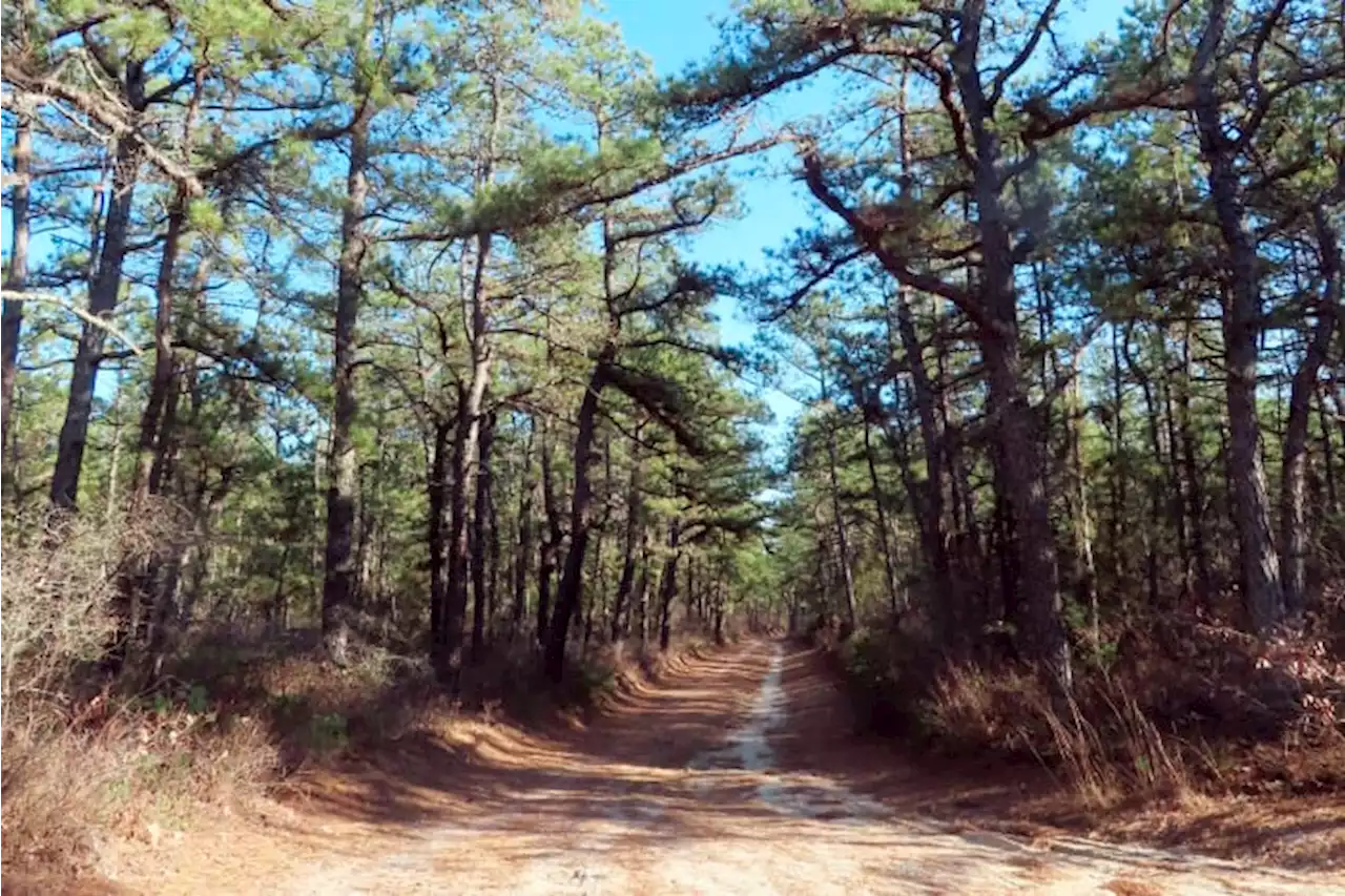 Fire plan would cut 2.4 million New Jersey Pinelands trees