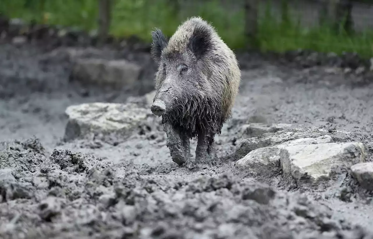 Une montée en flèche des dégâts faits par les sangliers en Loire-Atlantique