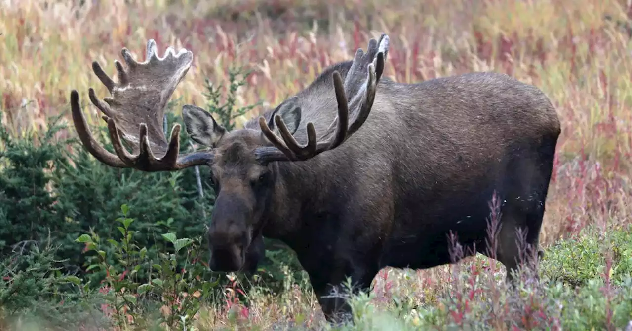 Killing wolves and bears over nearly 4 decades did not improve moose hunting, study says