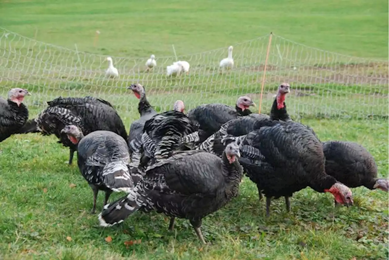 Zu Thanksgiving und Weihnachten kommen ausländische Truthähne auf den Tisch - bauernzeitung.ch