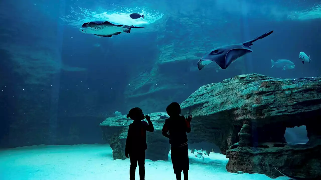 Scuba Claus returns for a festive family sleepover at the Aquarium