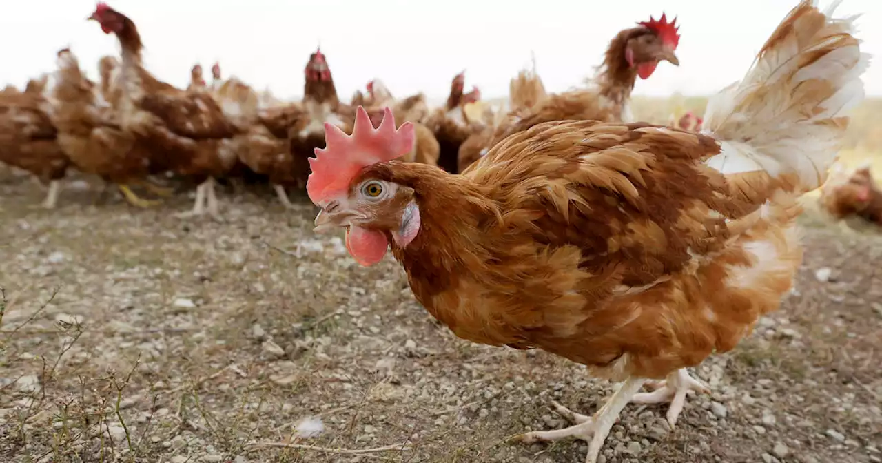 Bird flu prompts slaughter of 1.8 million chickens in Nebraska