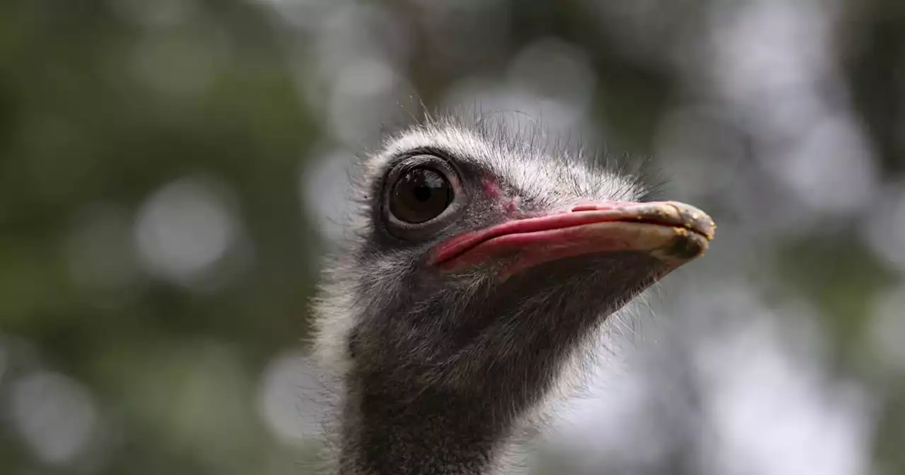 WATCH: 20 ostriches escape Canadian farm, leading to wild chase