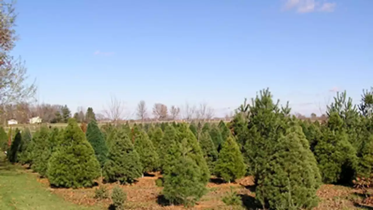 Gardening: What to look for when seeking the perfect live Christmas tree