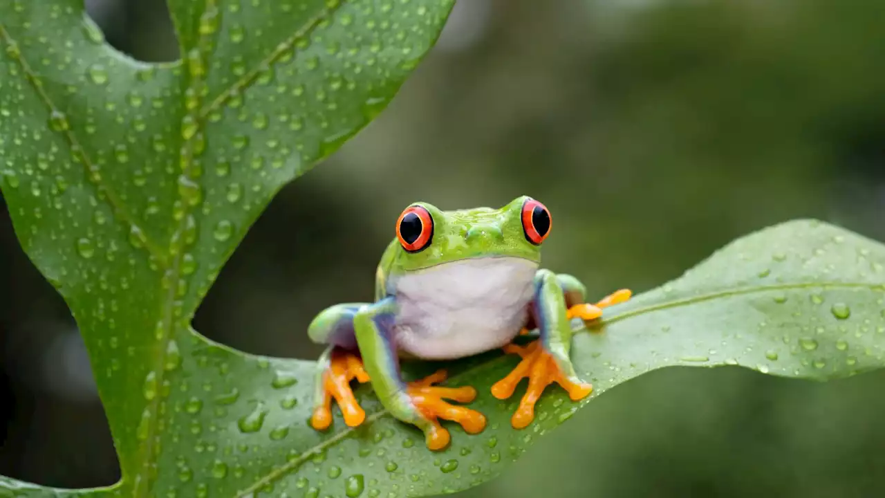 120 million year old bird-like dinosaur discovered with frog in its stomach