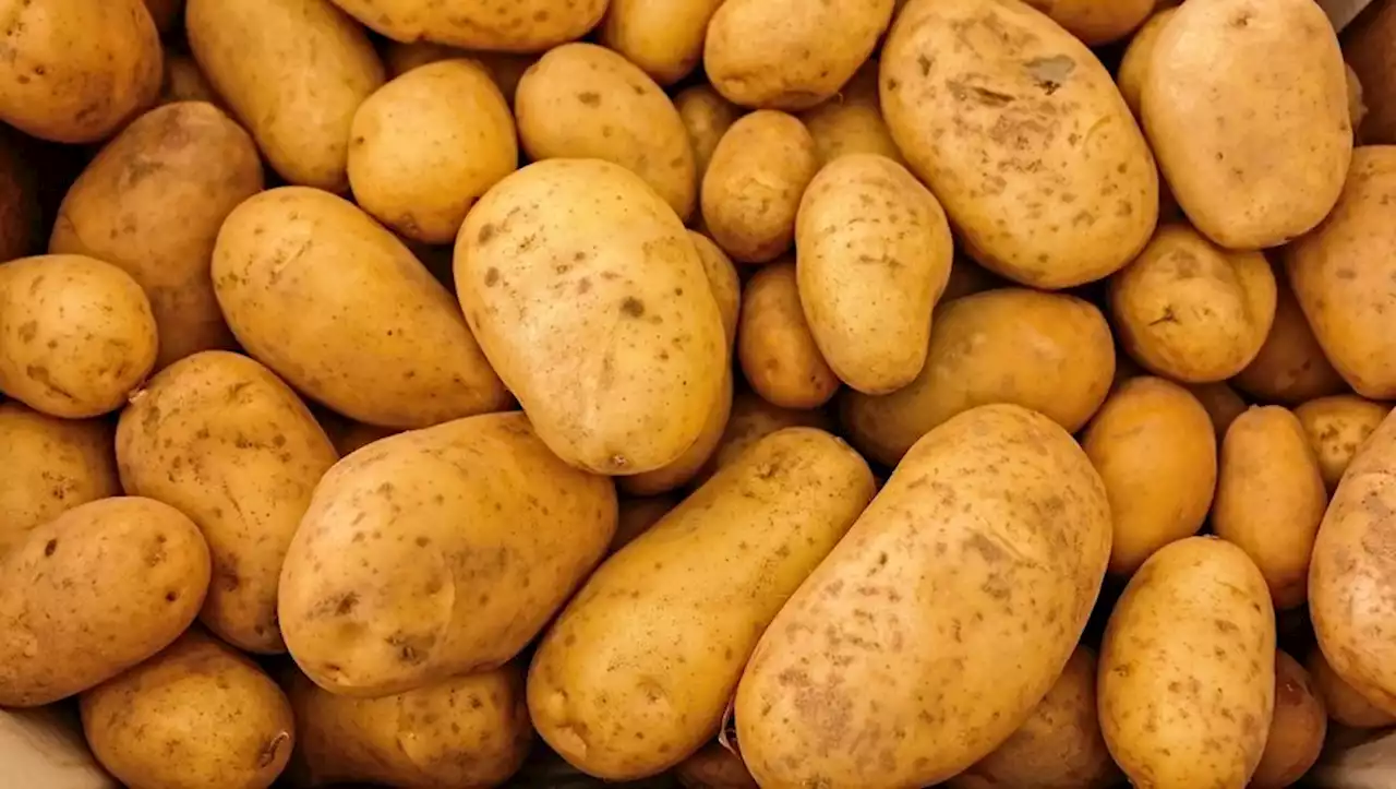 Une jeune femme tuée après être tombée dans un hachoir dans une usine de frites