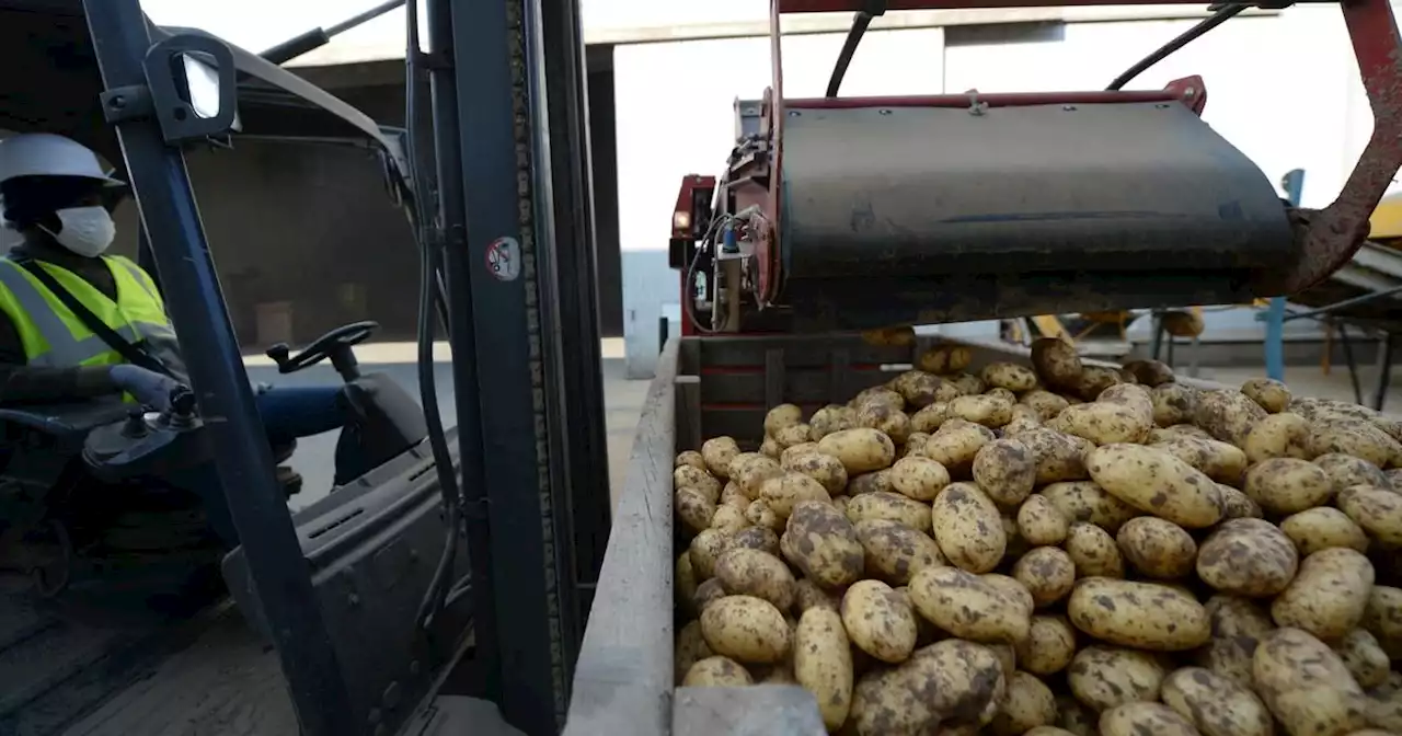 Une femme tuée dans une usine de frites après être passée dans un hachoir