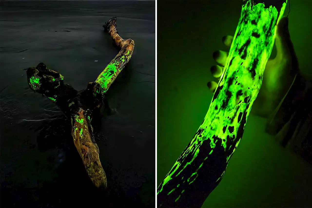 Glowing fungus illuminates dark Washington beaches