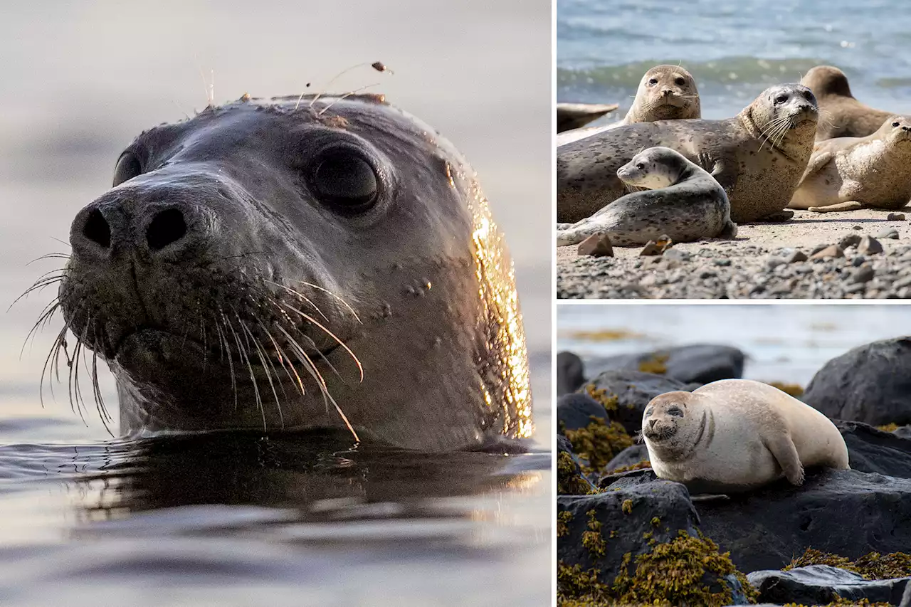 Seal conservation efforts aided by new facial recognition technology