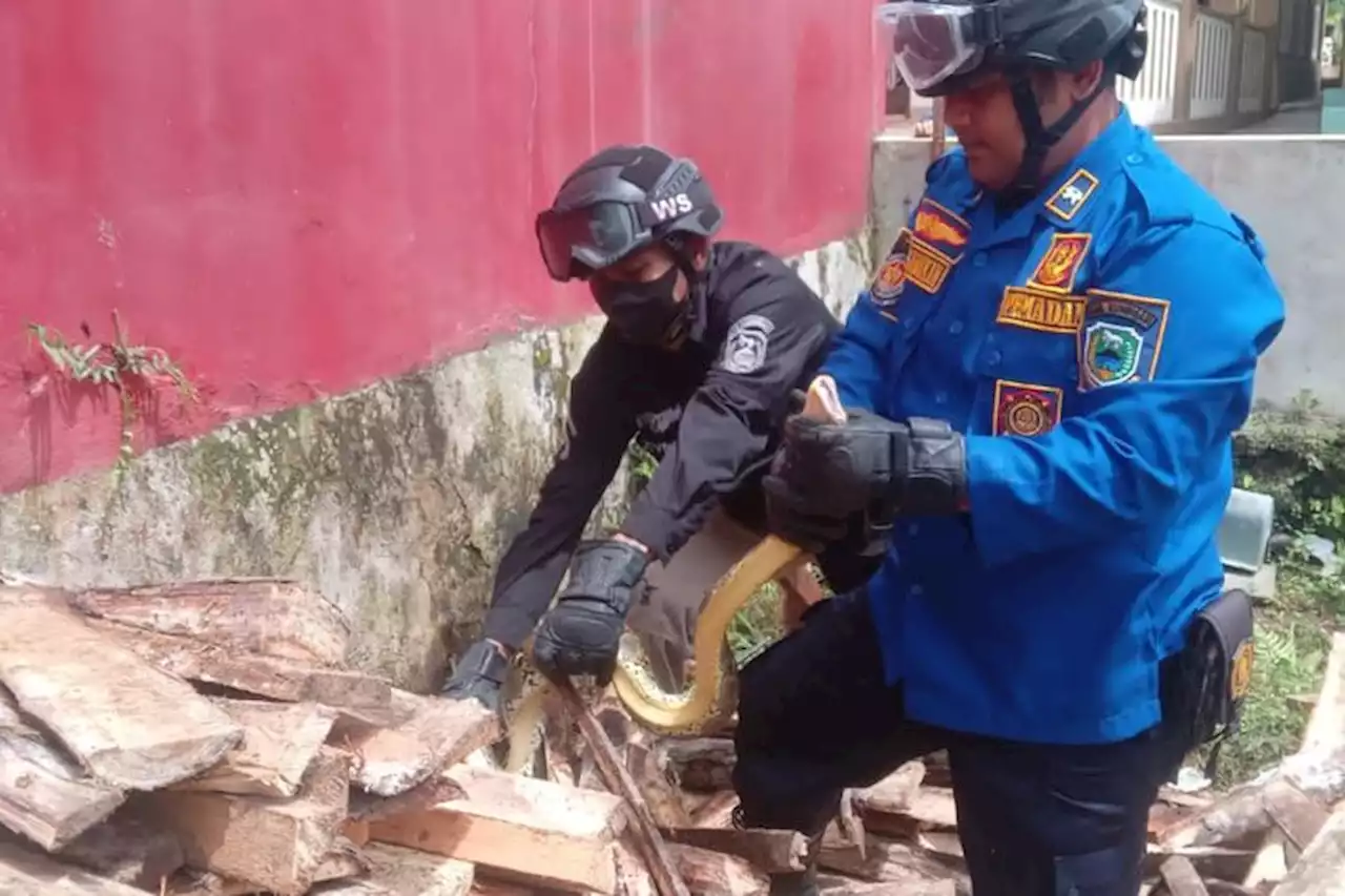Ular Sanca Batik Sepanjang 1 Meter yang Meresahkan Warga Kuningan Ditangkap - Pikiran-Rakyat.com