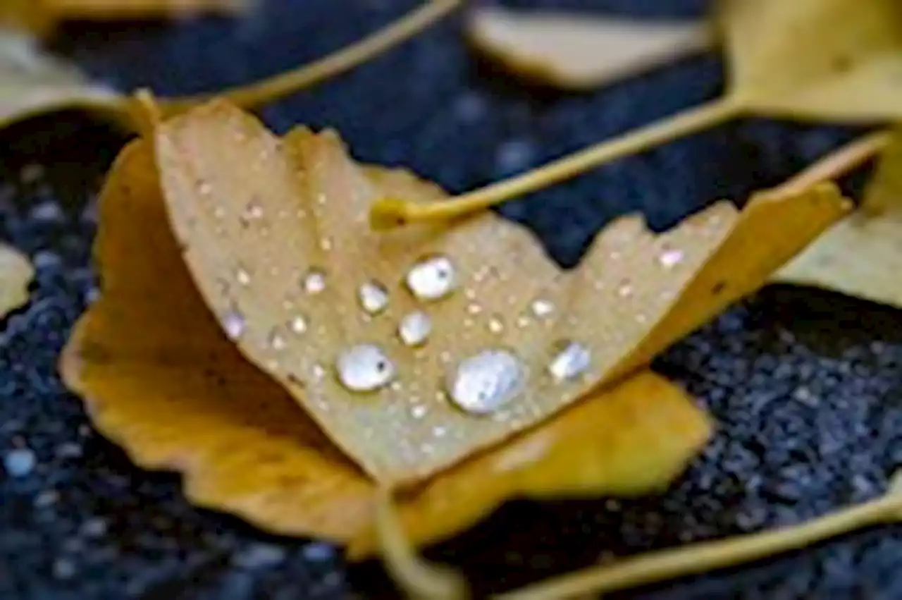 D.C.-area forecast: A soaking rain much of today, drying out by evening