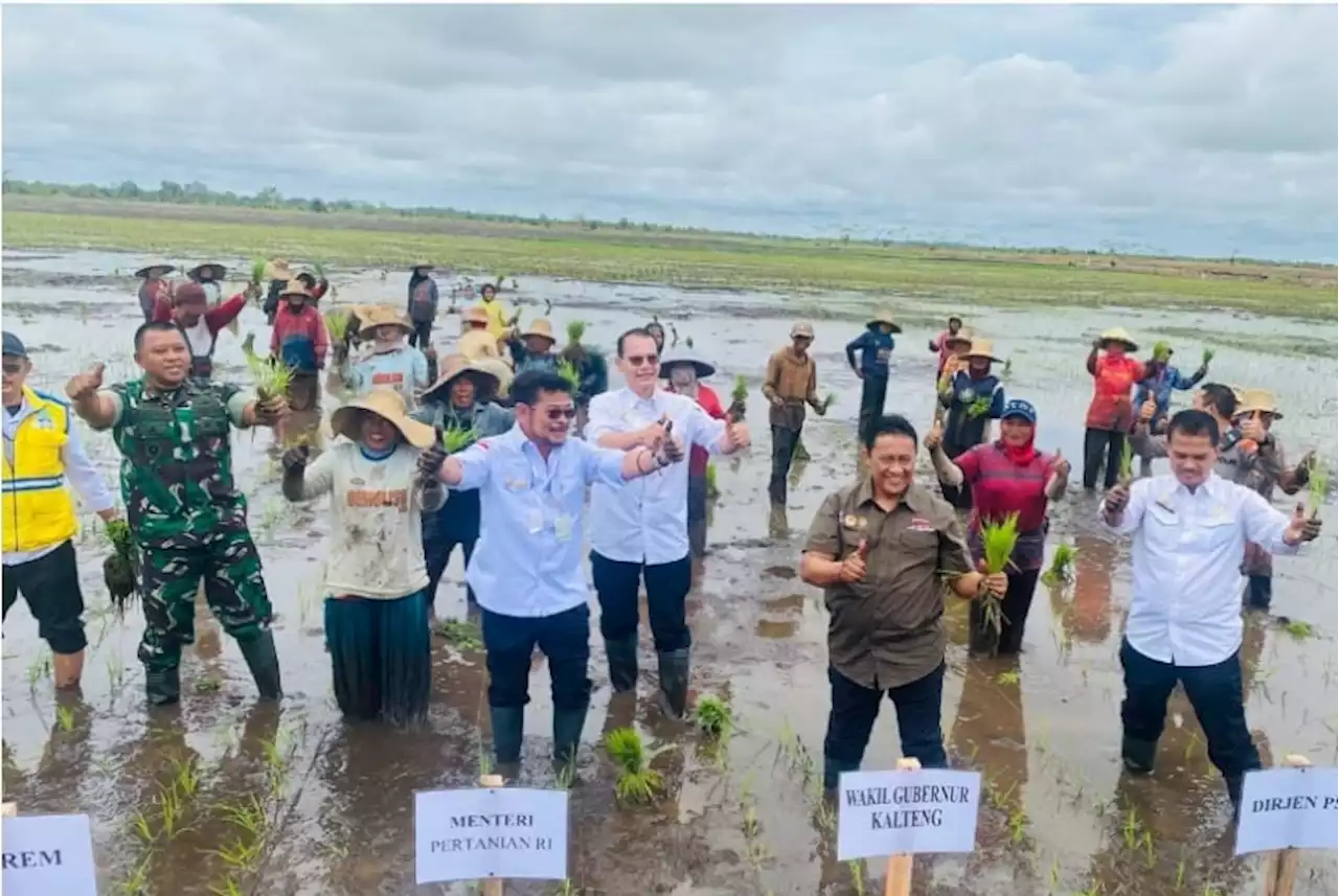 Wagub Kalteng Dampingi Mentan Kunjungi Food Estate di Kapuas |Republika Online