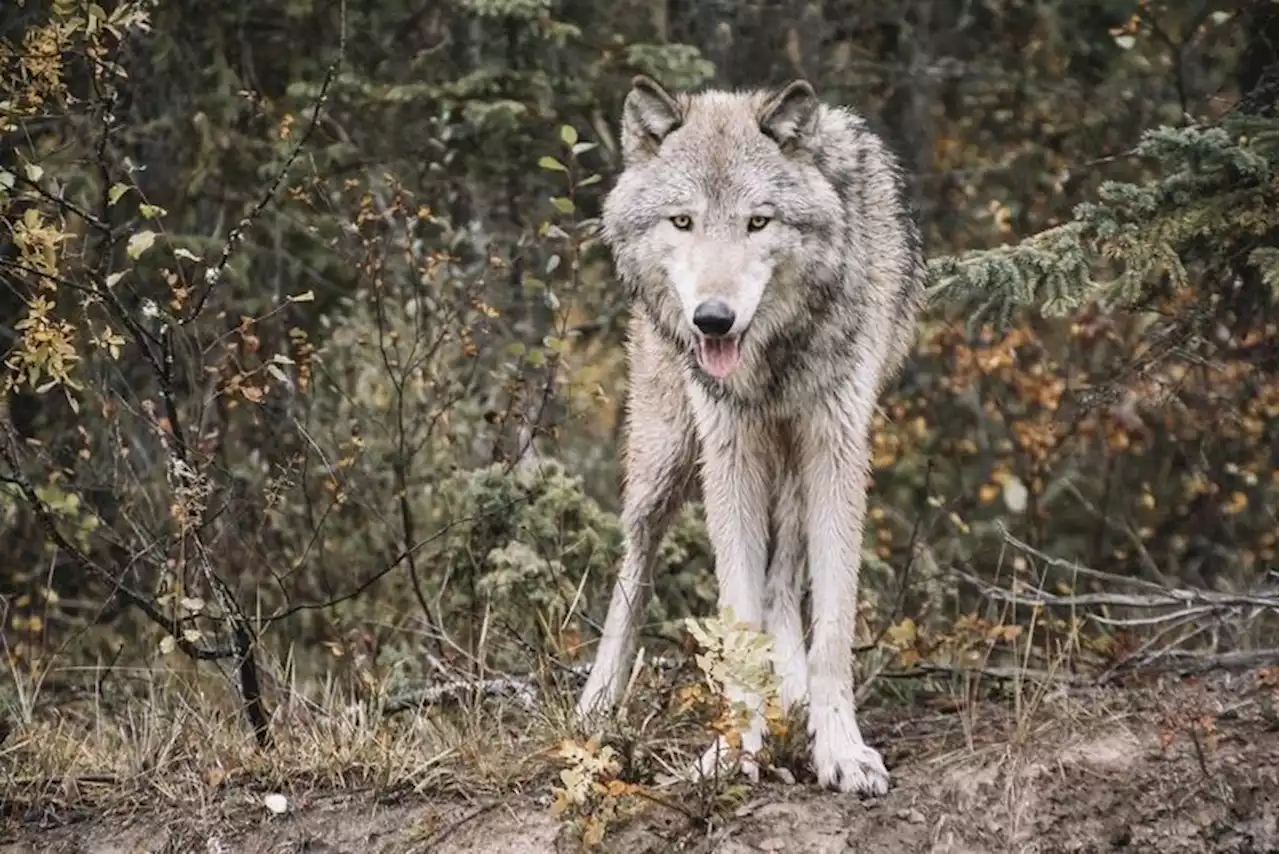 EU-Parlament will Wolfsschutz senken - Schweizer Bauer