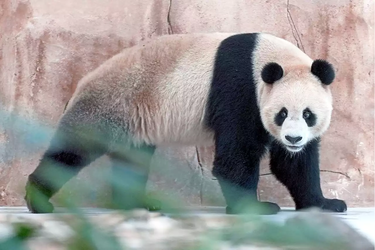 Pandas for World Cup boost China-Qatar ties