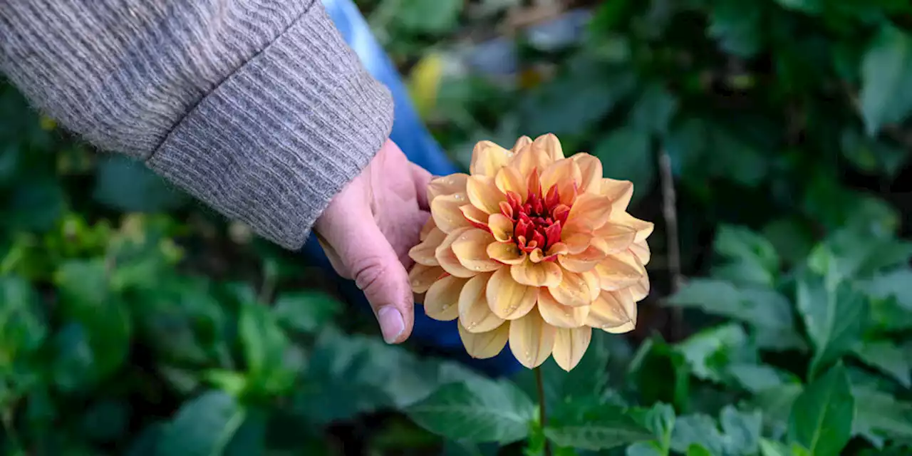 Nachhaltiges Gärtnern: Langsam mit den Blumen