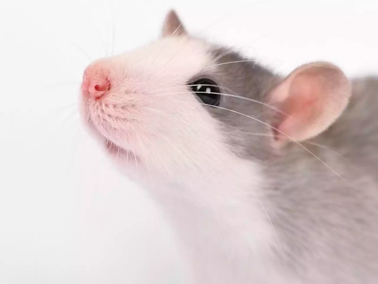 Rats allegedly chewed up 200 kilograms of seized cannabis