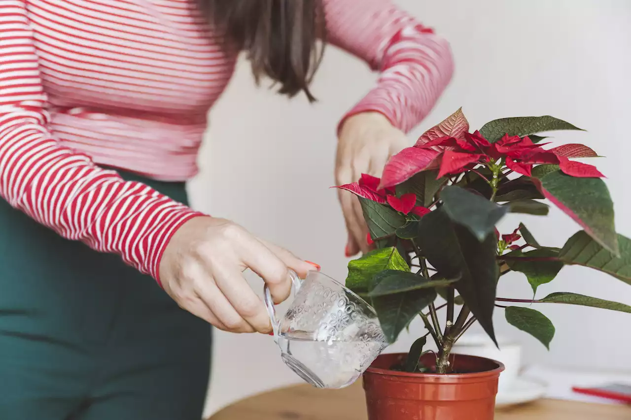 I'm a plant pro - here's how to get your poinsettias to last till next Christmas