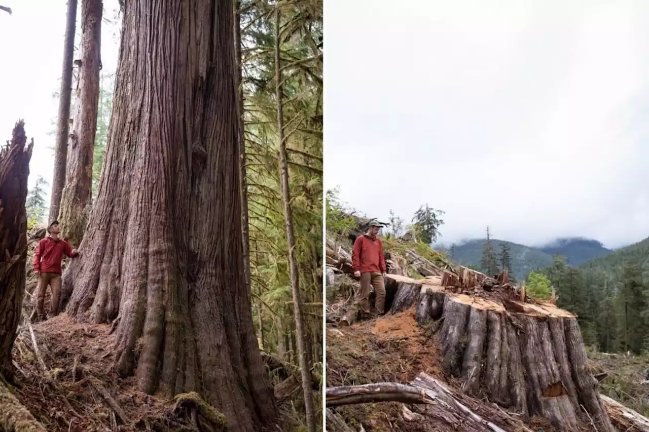 Giant trees still fall amid old-growth funding lag for B.C. First Nations