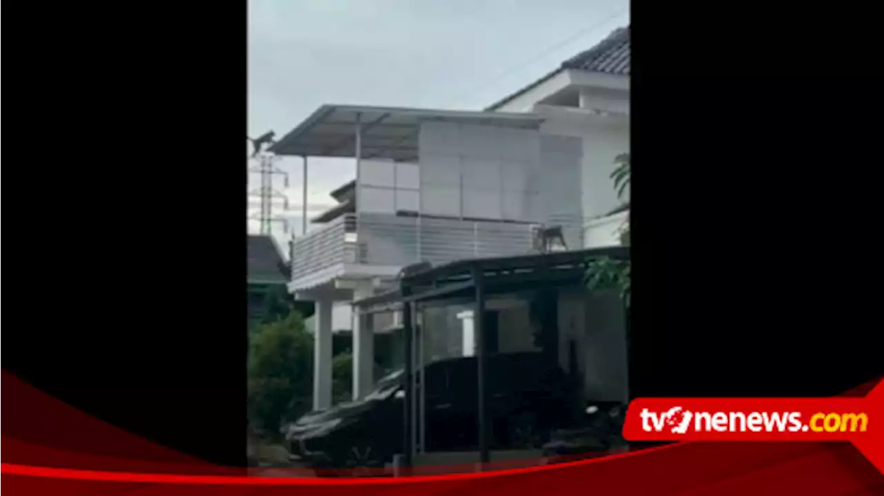 Viral, Kawanan Monyet Berkeliaran di Permukiman Warga Kota Bandung