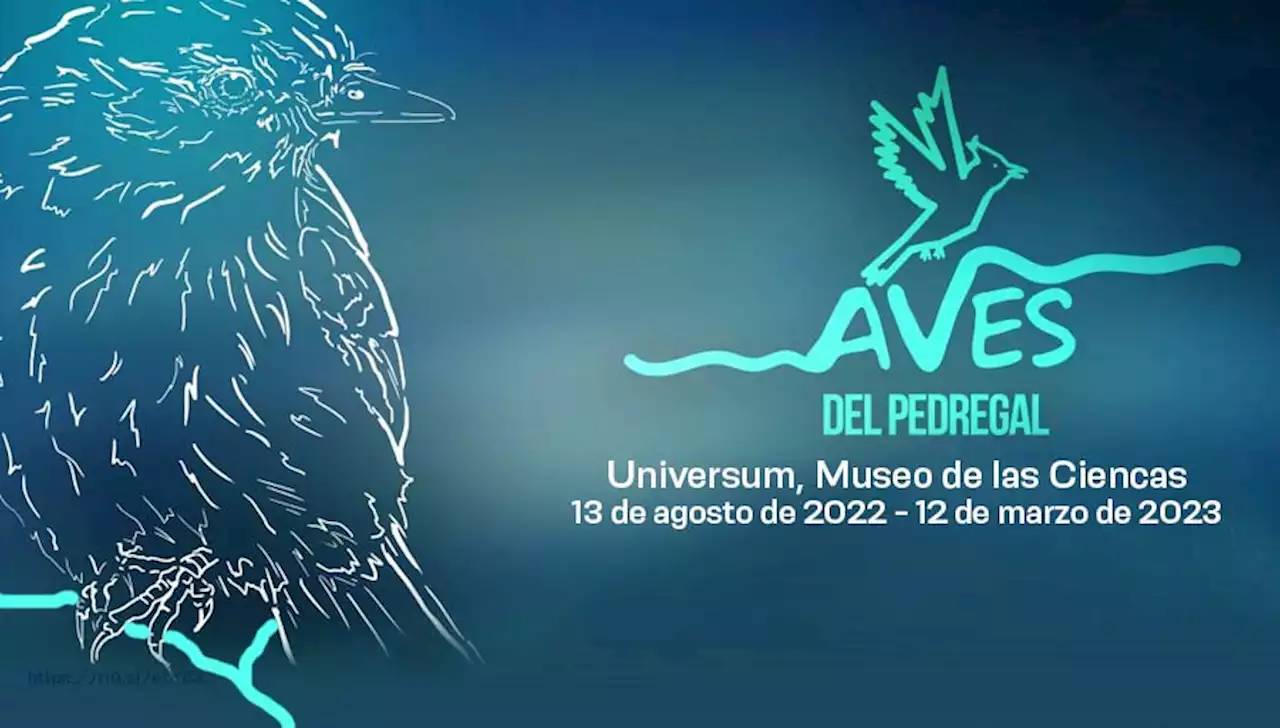 Aves del Pedregal - Universum, Museo de las Ciencias de la UNAM - DGDC, UNAM