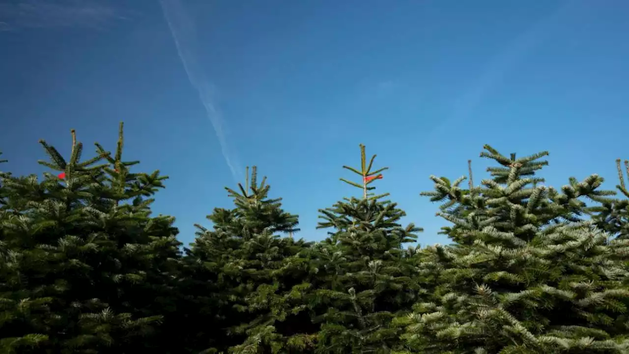 The best places buy a real Christmas tree in Yorkshire