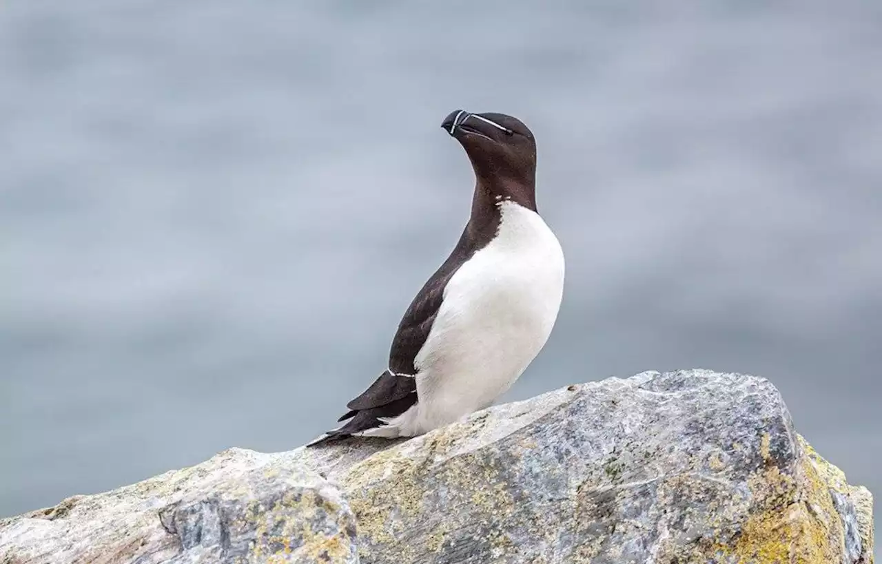 Des pingouins Torda observés en Corse et sur le pourtour méditerranéen