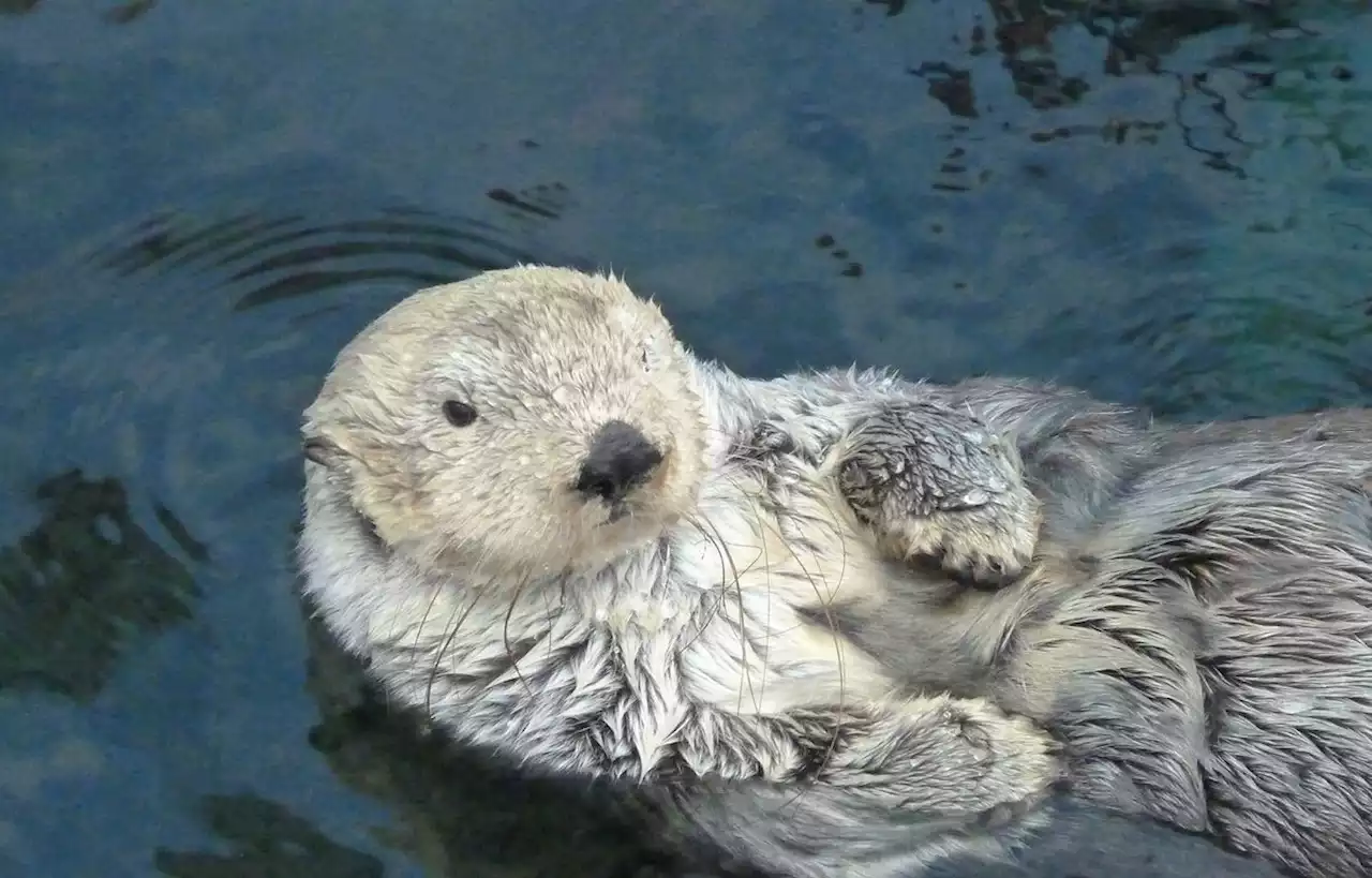 Une loutre géante observée dans une rivière en Argentine